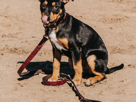 Dog Collar - Red Croco on Sale